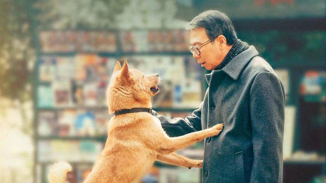 Qui est Hachiko, le chien qui a attendu son maître pendant 10 ans ?