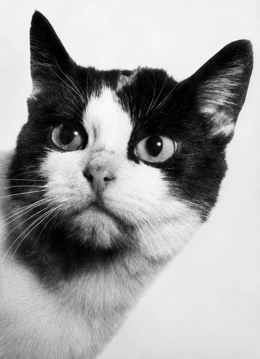 Félicette la chatte de l'espace