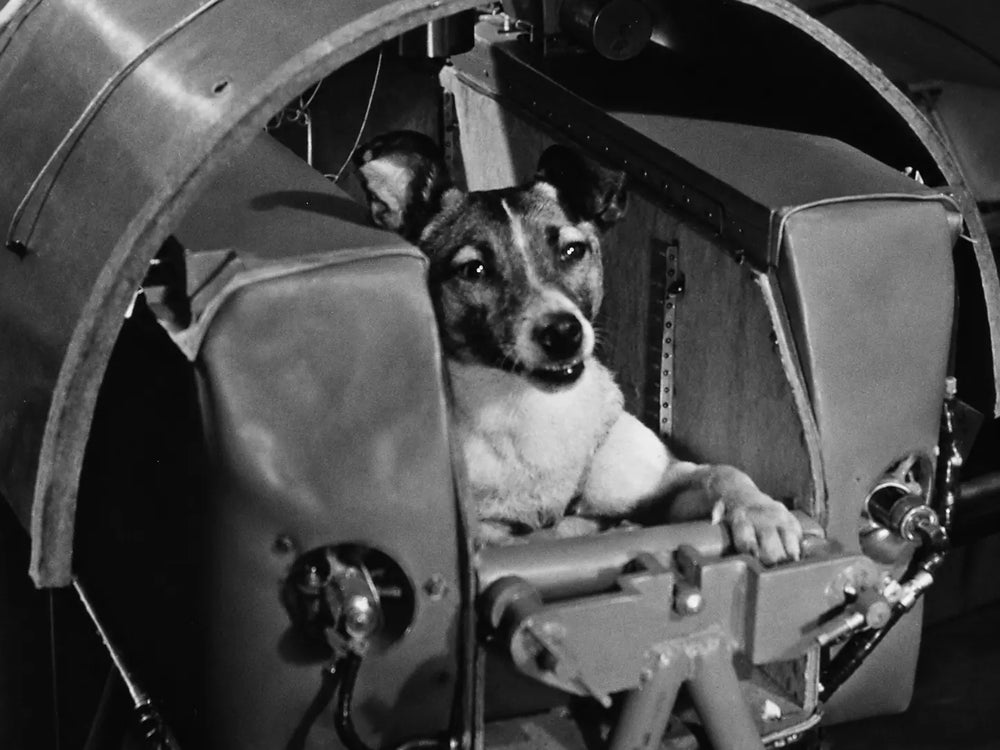Laïka la chienne de l'espace